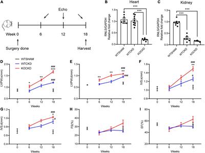 Cardiac-specific renalase overexpression alleviates CKD-induced pathological cardiac remodeling in mice